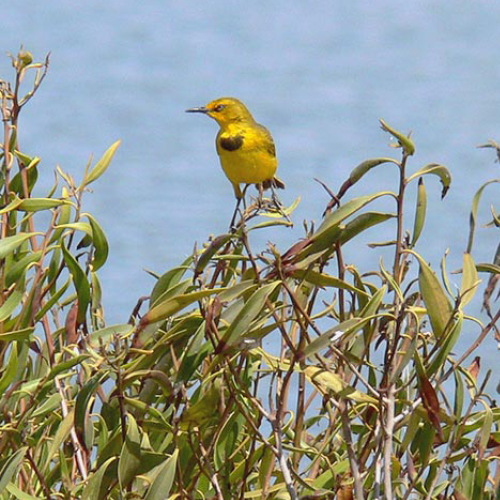 Top Spots To Go Birdwatching Explore Rockhampton