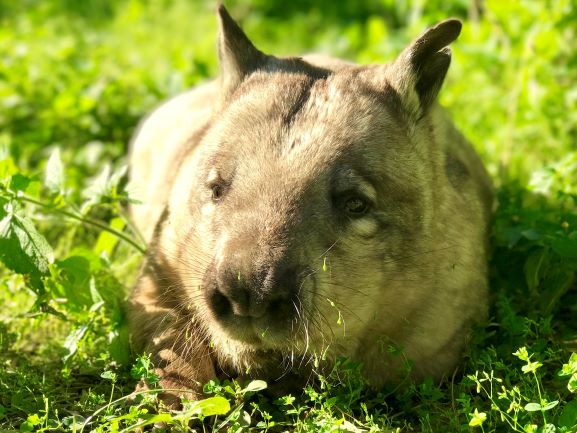 Rockhampton Zoo Highlights Explore Rockhampton