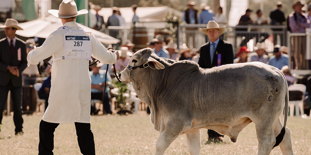Beef Australia 2024 Explore Rockhampton