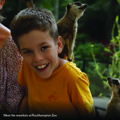 meet the meerkats at Rockhampton zoo
