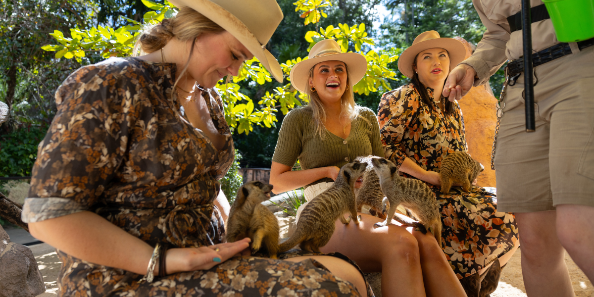 Group of girls with Meerkats on their laps while doing the experience at Rockhampton Zoo