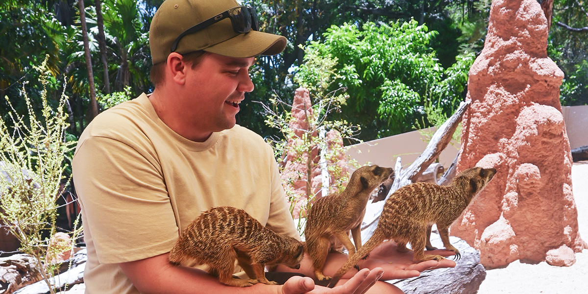 A man holding his hands out with meerkats climbing on him