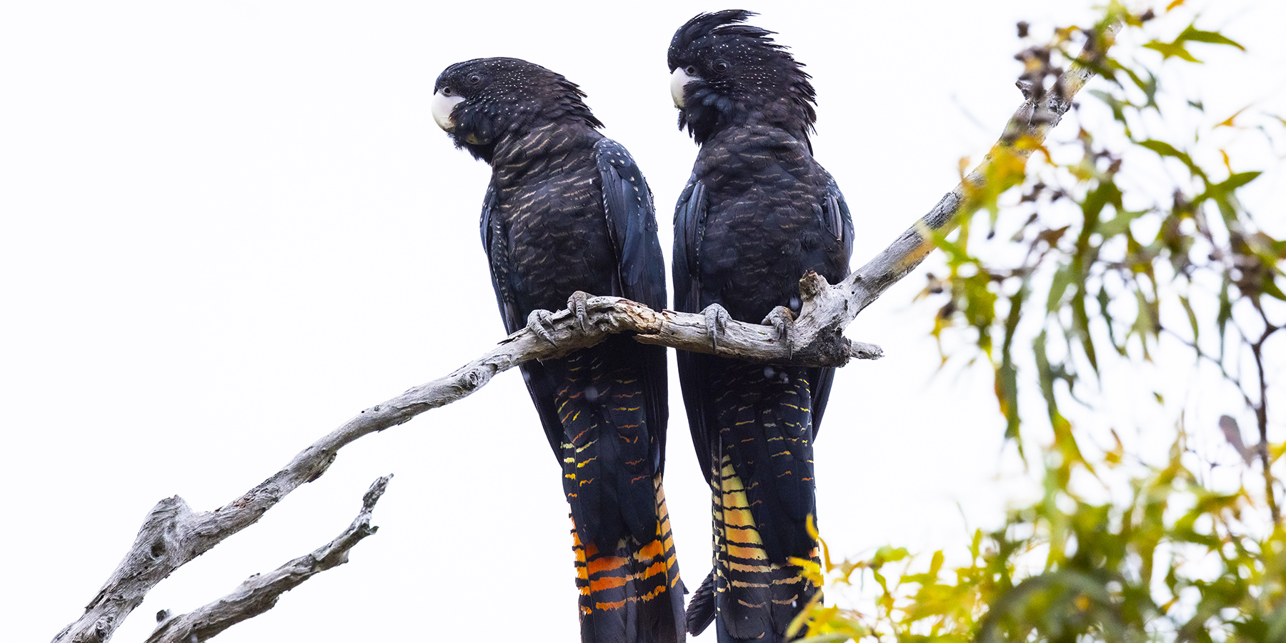 Two black cockatoos sitting on a branch