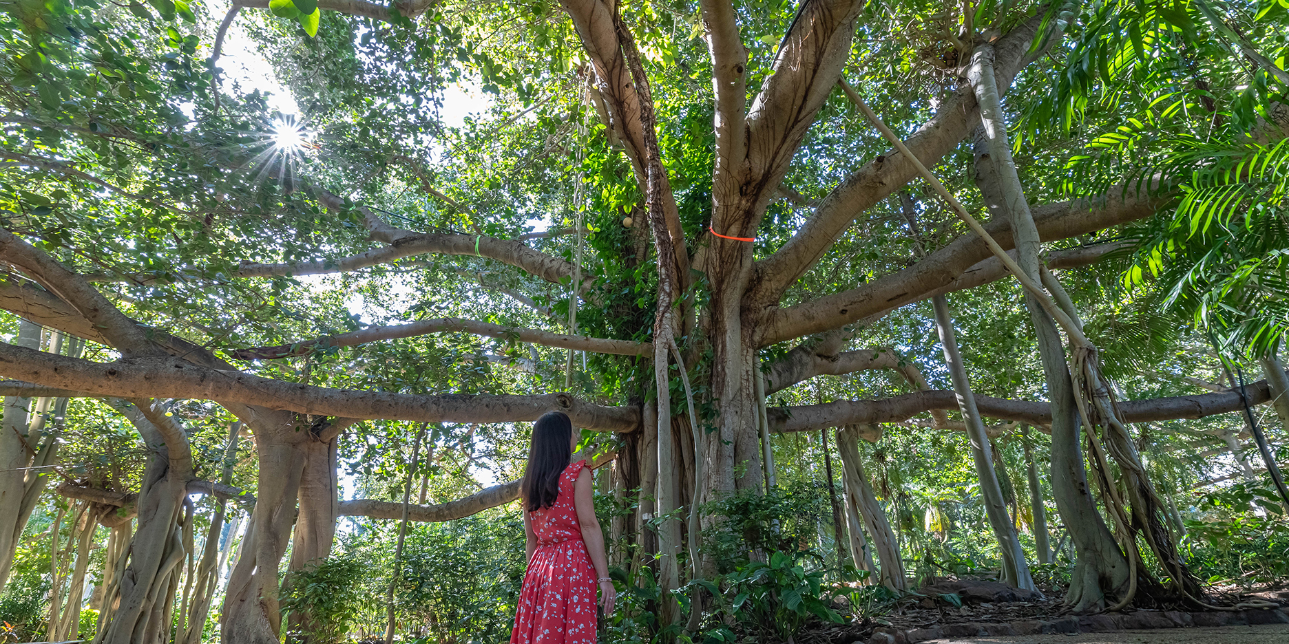 Woman in a red dress looking up at a giant Fig Tree towering over her