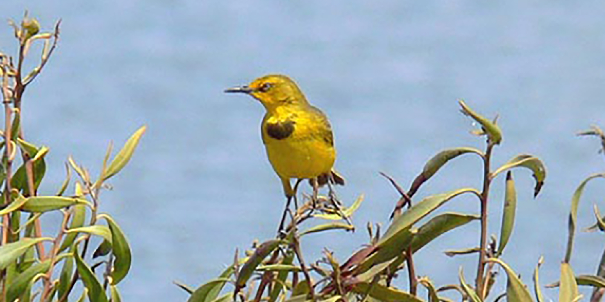 Capricorn Yellow Chat Twelve Mile Creek