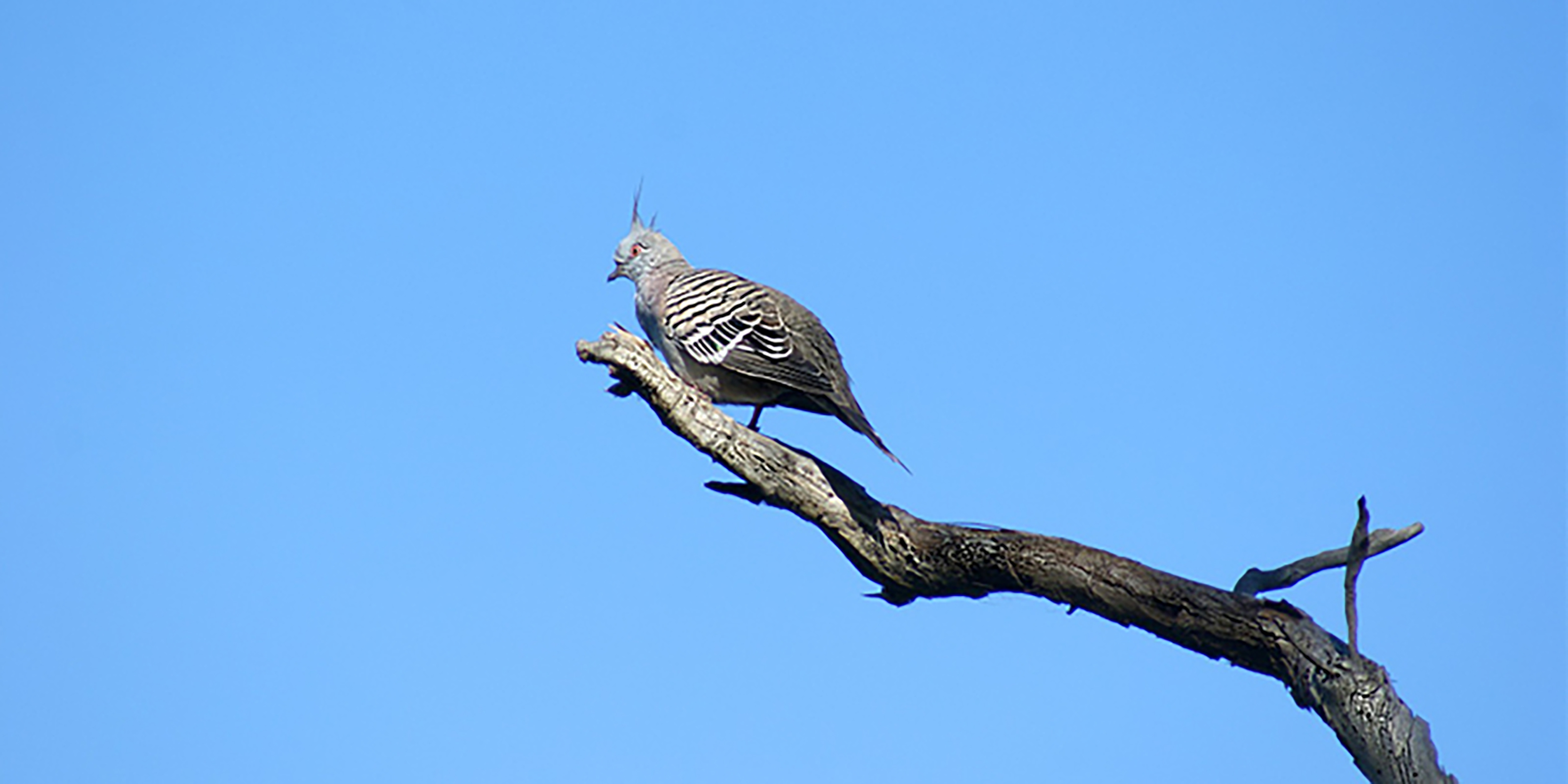 Crested Pigeon Queens Park