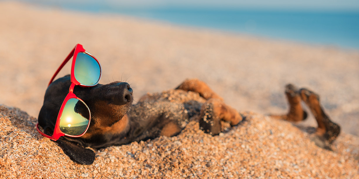 Dachshund lying on the sands of a beach wearing sunglasses.