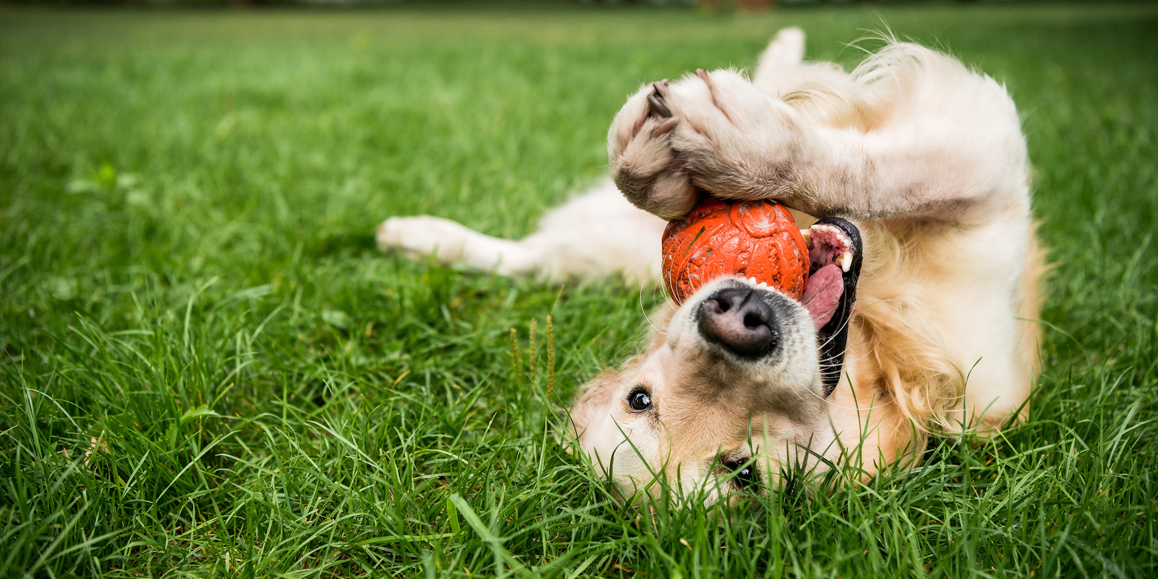 Golden Retriever dog playing with a ball in the grass of a dog park.