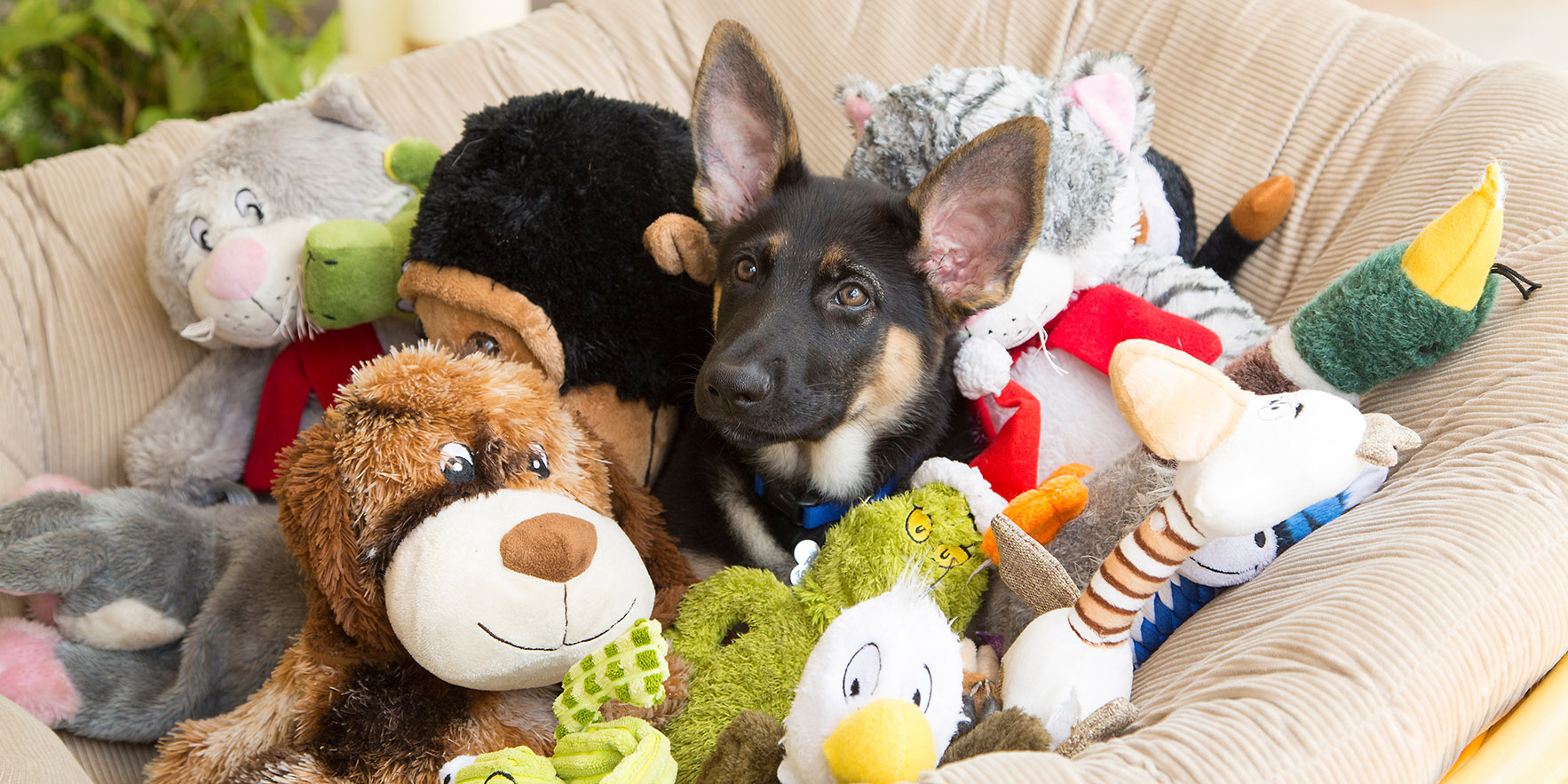 German Shepherd puppy surrounded by dog toys on a dog bed.