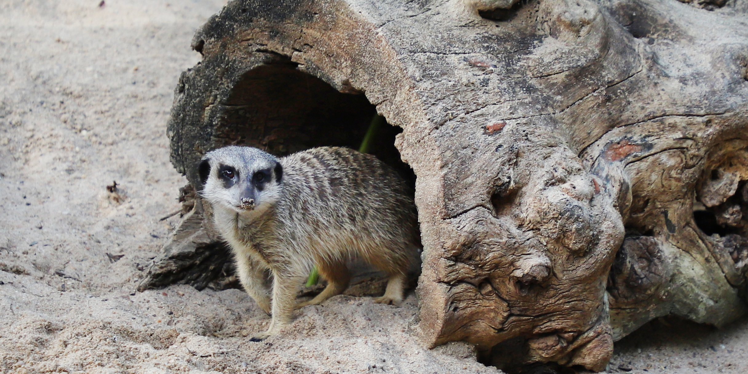 Meerkat sitting beside a hollow log