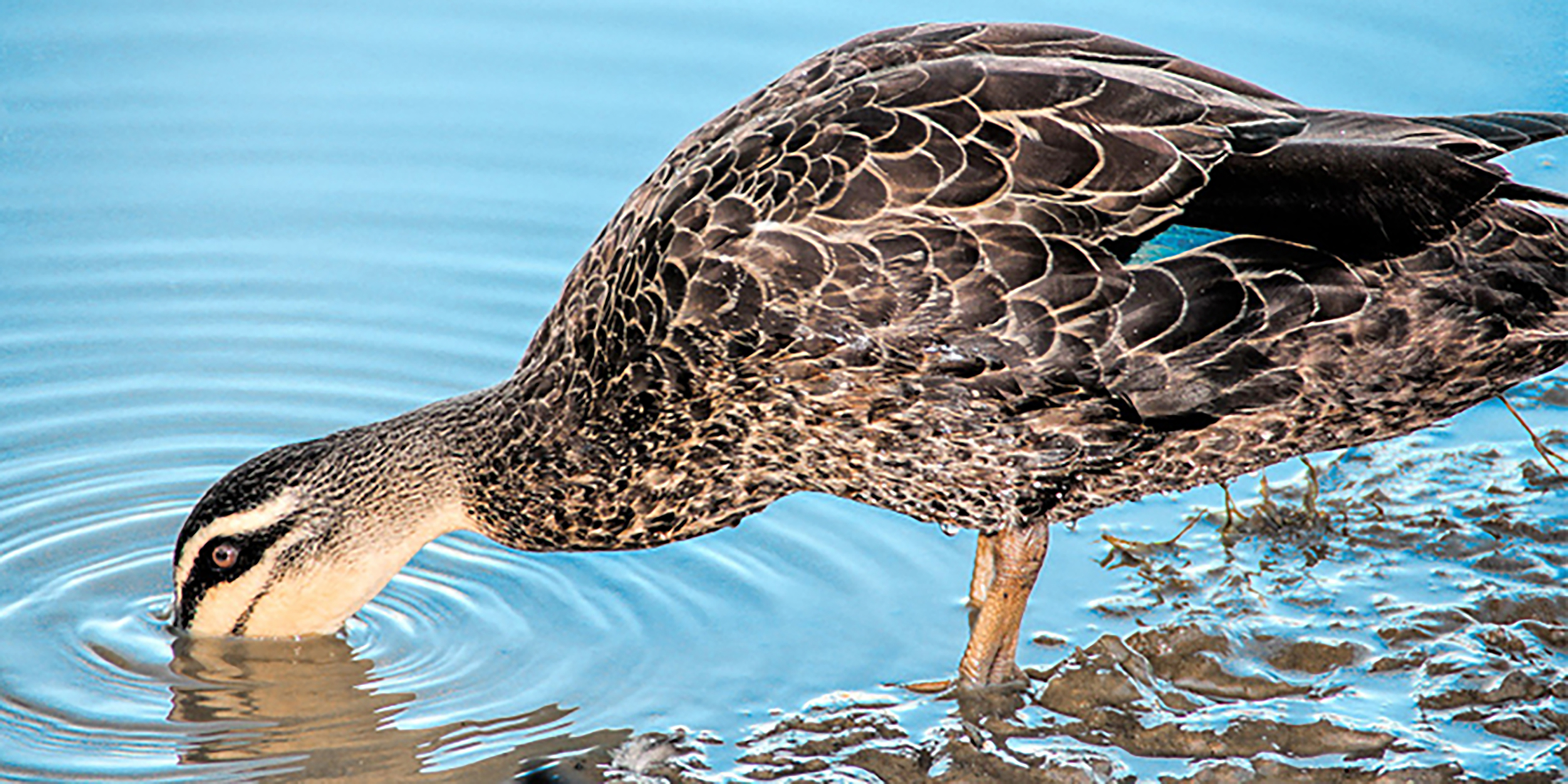 Pacific Black Duck Murray Lagoon