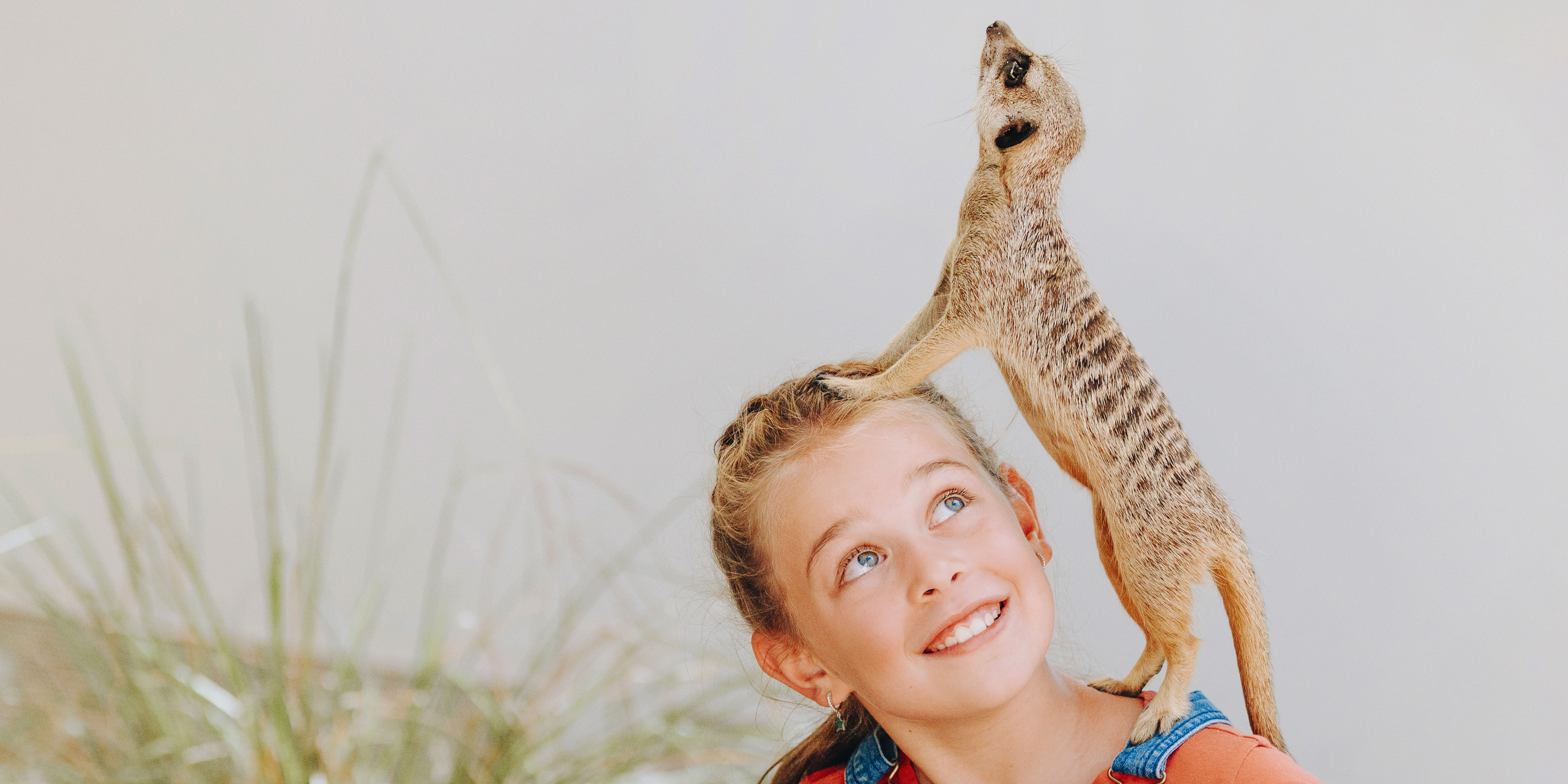 meerkat on young girls shoulder