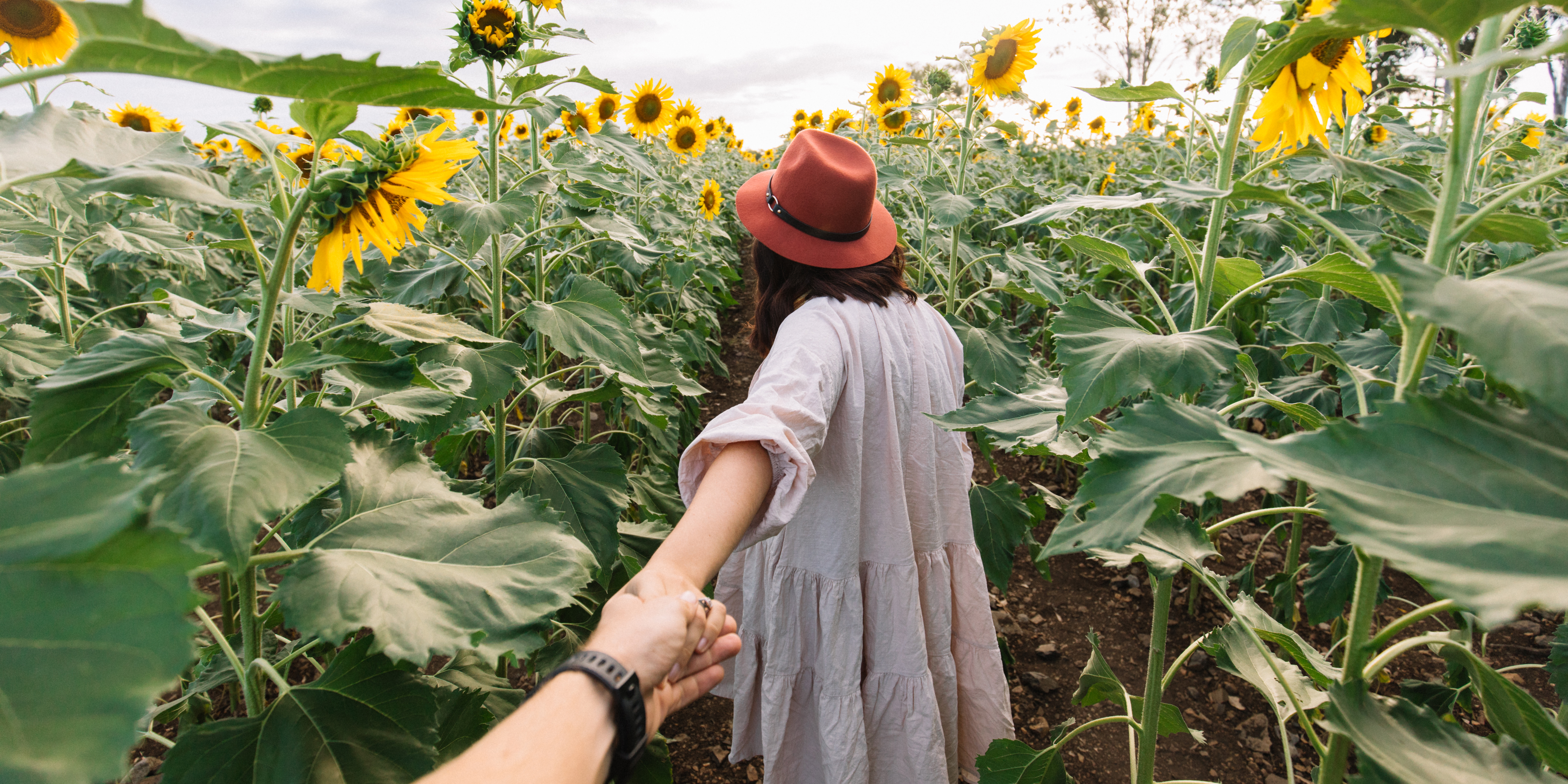 Sunflower Fields