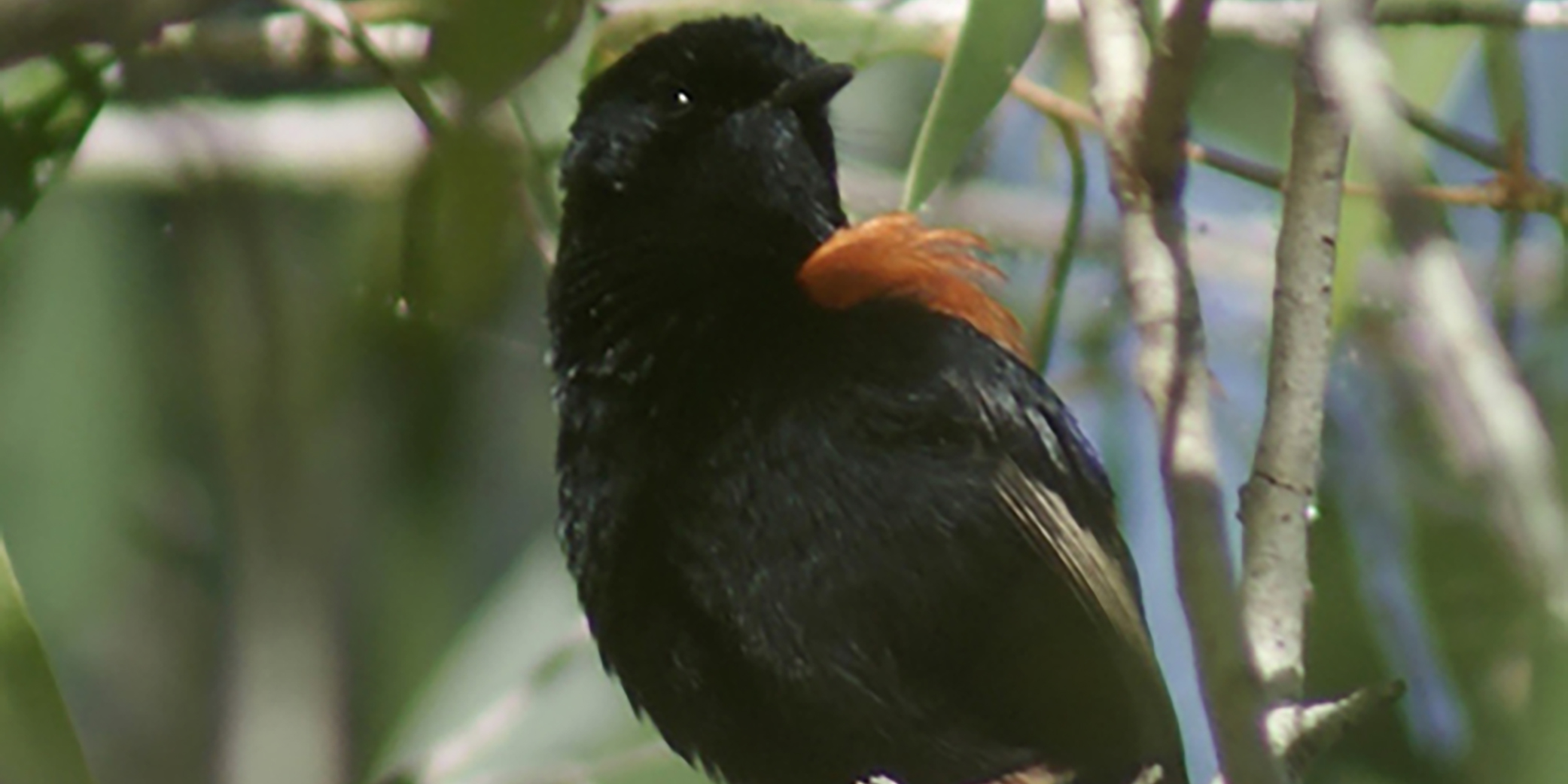 Yeppen Lagoon bird