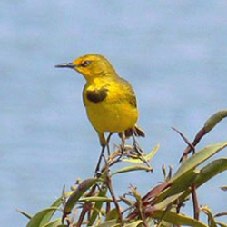 Capricorn Yellow Chat Twelve Mile Creek 800 800.jpg