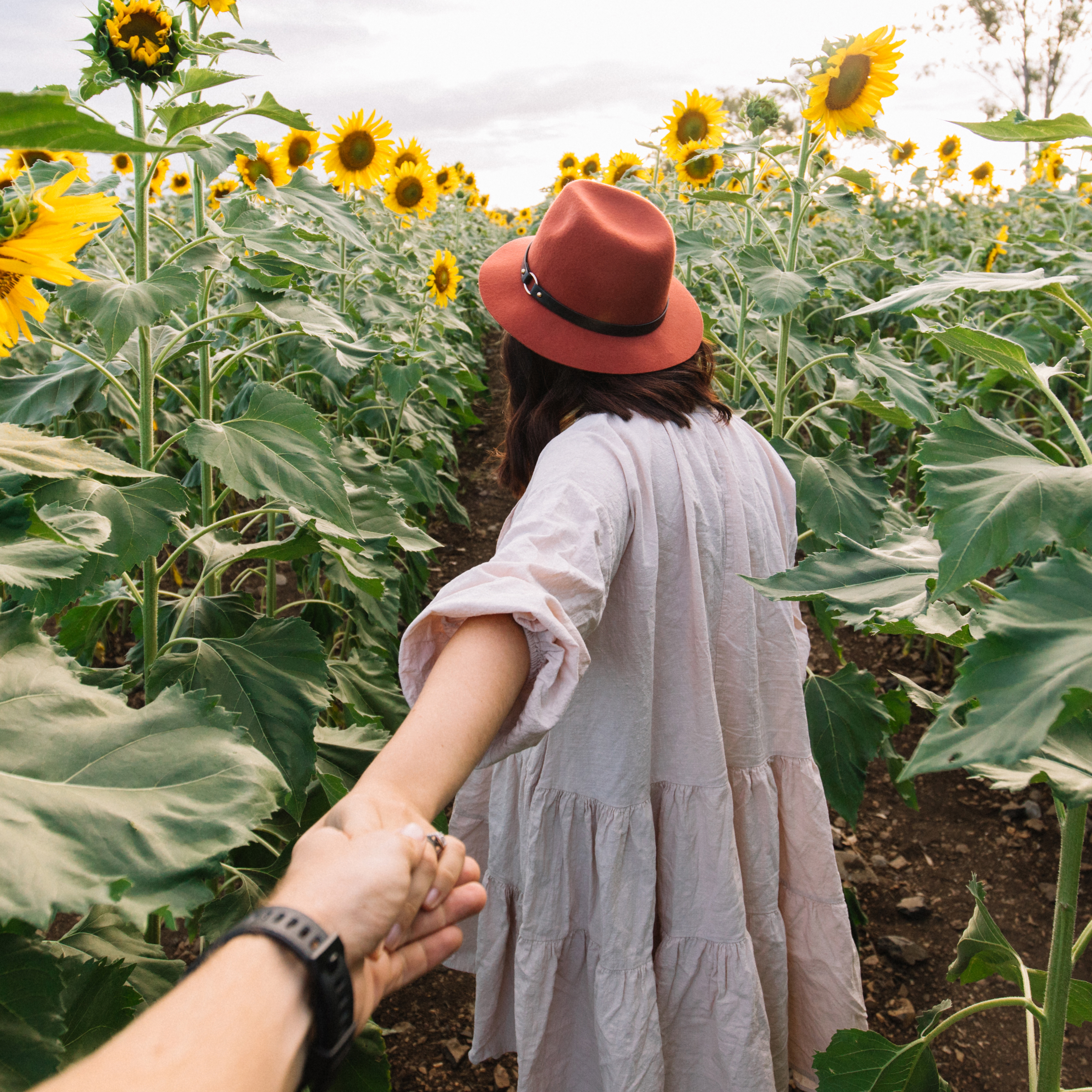 RRC-Sunflowers 800 800.jpg