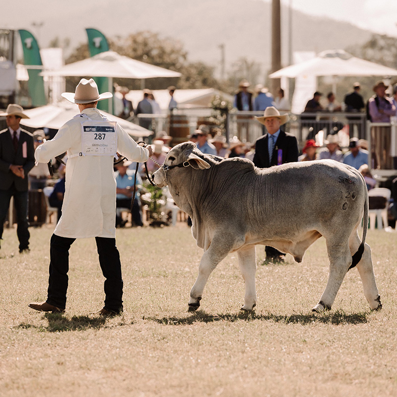 Beef Australia 2024 Explore Rockhampton   Beef Australia 