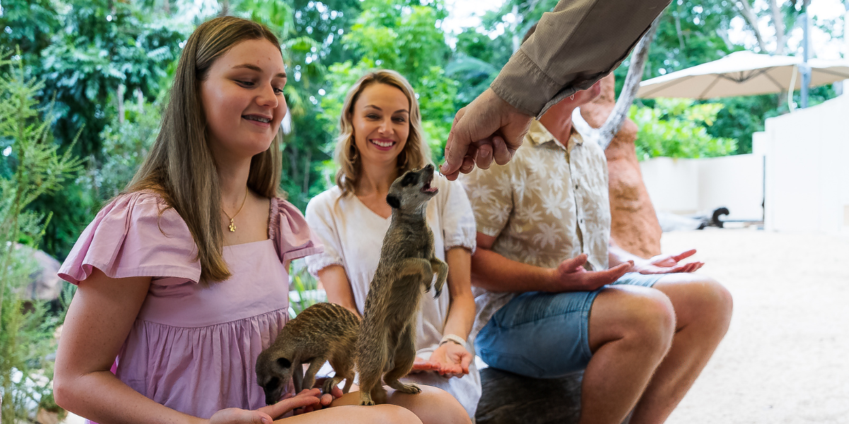  Parents and a child are experiencing the meerkat encounter at Rockhampton Zoo. There are 2 meerkats on the daughter’s lap. One is eating from her palm, and the other is eating from the zookeeper’s hand. The parents have their hands laid out flat, waiting for a meerkat.