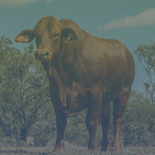 Cattle Saleyards Explore Rockhampton